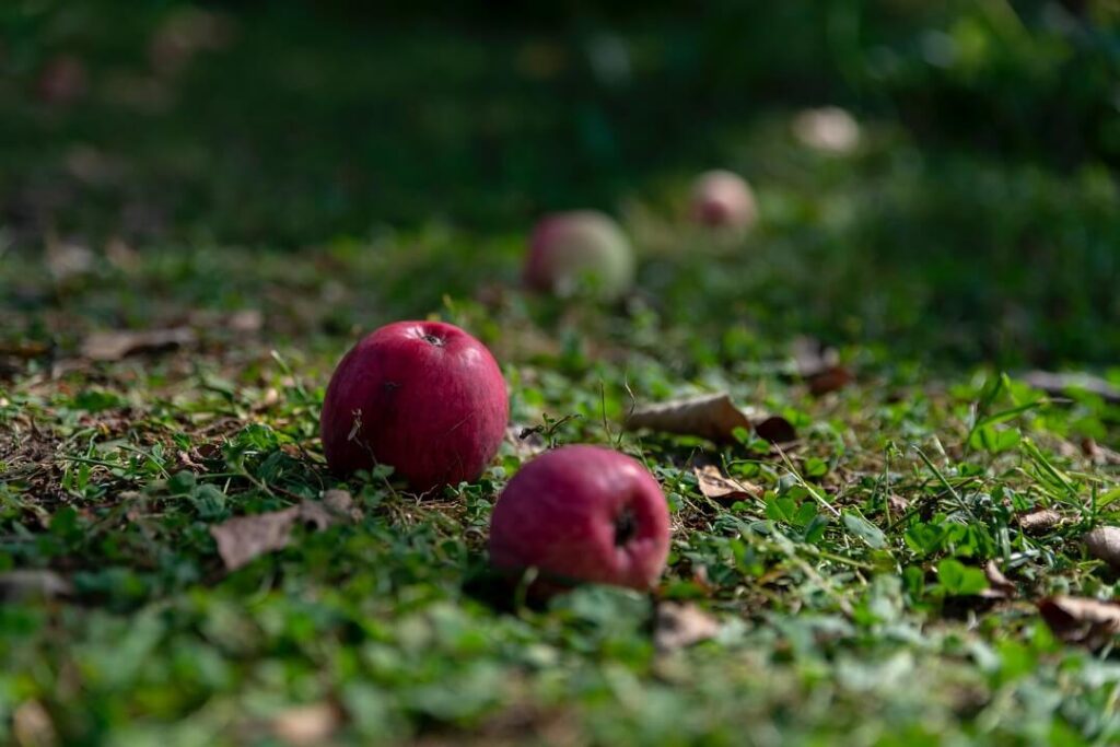 Apples and fallen leaves on grass