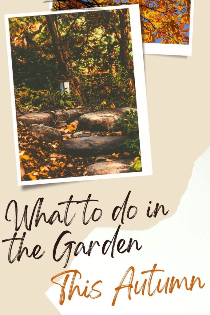 Things to do in the garden in autumn