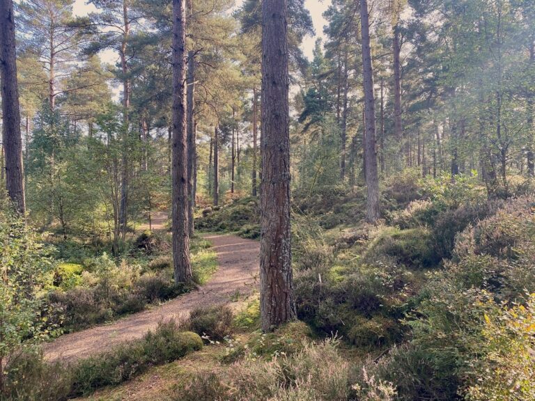 Devilla Forest, Fife