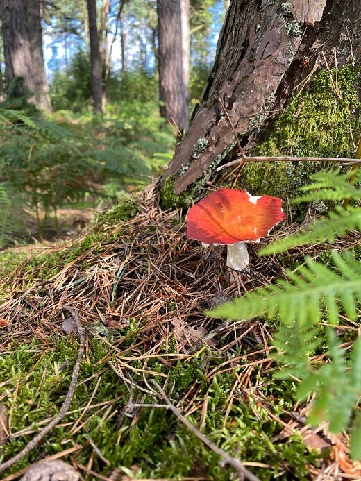 Red toadstool at foot of pine tree