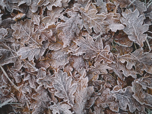 Frosty leaves on the ground