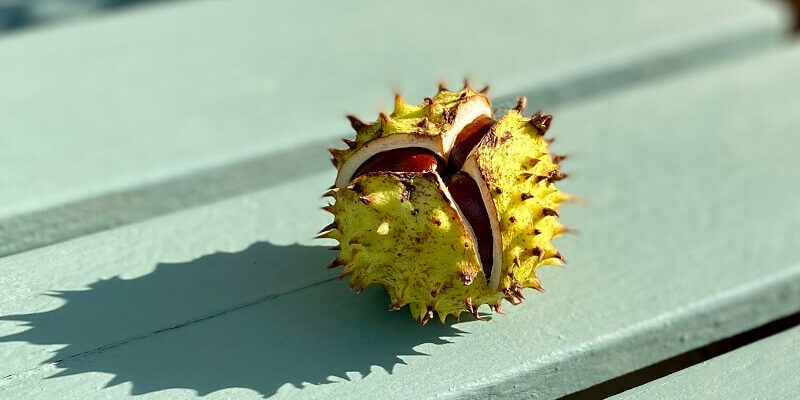 Autumn conker (horse chestnut) in the sun