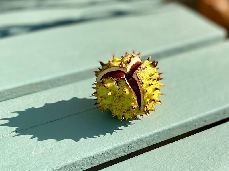 Autumn conker (horse chestnut) in the sun