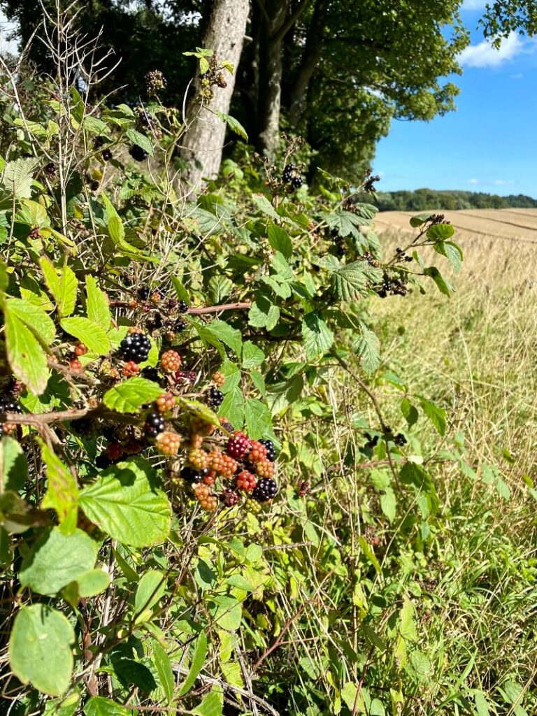 Scottish Autumn blackberries in harvested wheat field